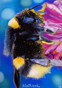 Bumblebee+WZ
